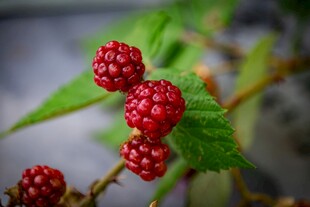 红嫩树莓挂于翠绿枝叶间