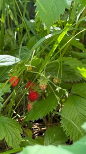 绿叶间的红草莓与蜜蜂