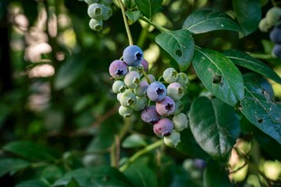 枝头蓝莓果实饱满待采