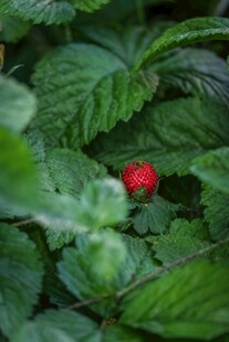 绿叶间的鲜红野草莓