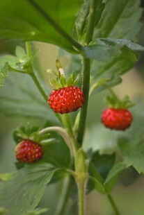 枝头红嫩野草莓