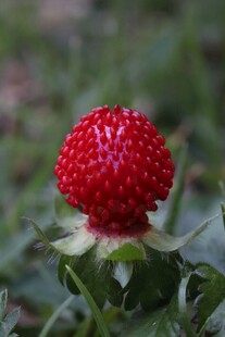 鲜红野草莓