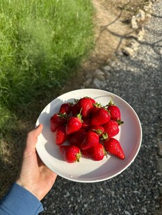 手捧盘中新鲜红草莓