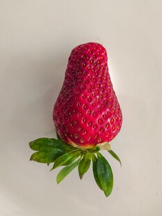 鲜红草莓带翠绿叶片