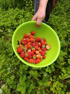 手捧绿盆满盛新鲜草莓