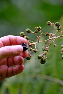 手摘枝头黑紫色小果实