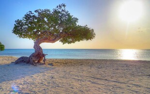 海边孤树迎日出美景