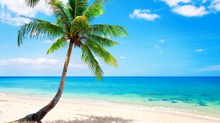 海边椰树