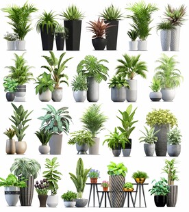 多样盆栽植物集合展示