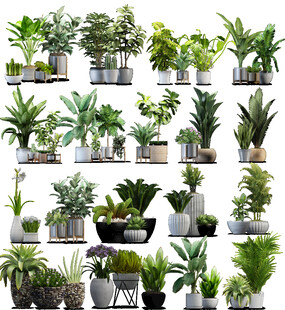 盆栽植物