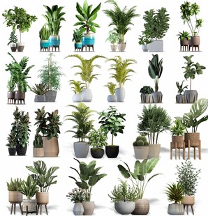 多样盆栽植物集合展示