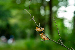 枝头绽放的娇嫩花朵