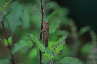 草丛中的昆虫