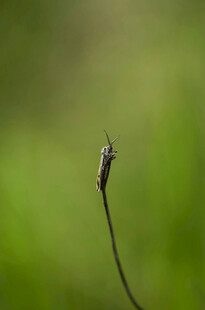 独株小草特写