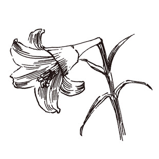 手绘百合花