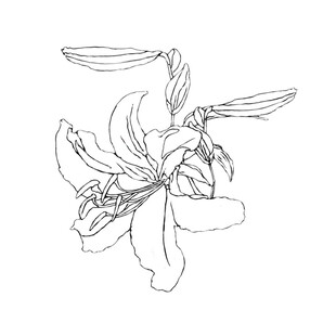 手绘百合花线条图