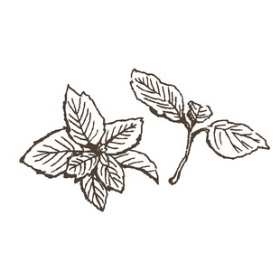 手绘罗勒叶植物图案