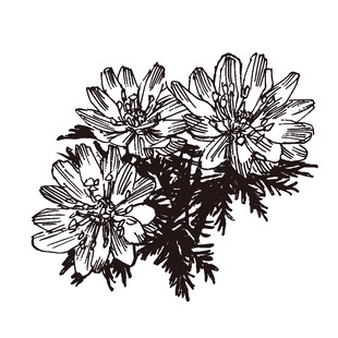 手绘花卉图案