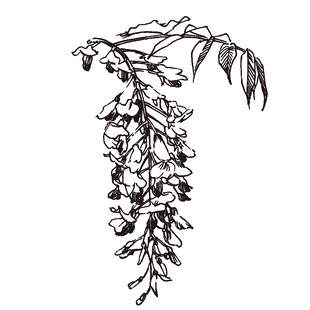 手绘垂吊紫藤花图案