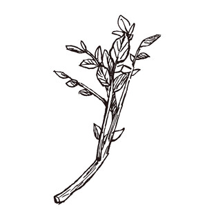 手绘植物枝条插画
