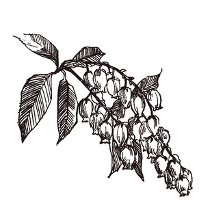 手绘铃兰花枝