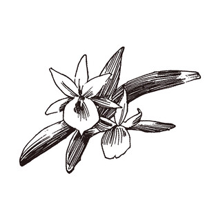 手绘兰花图案