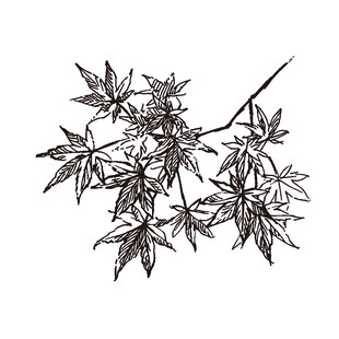 手绘枫叶枝