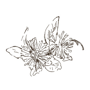 手绘花卉图案