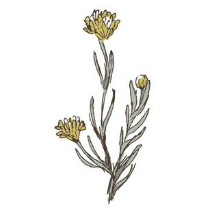 手绘黄色小花植物图案