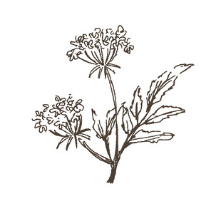 手绘植物花卉图案