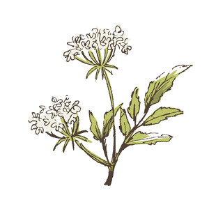 手绘西洋蓍草植物插画