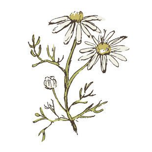 手绘雏菊植物插画