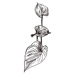 手绘蔓藤植物线条图