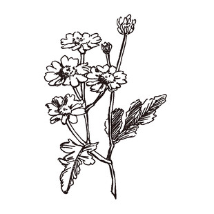 手绘花卉图案