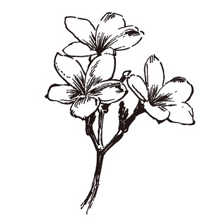 手绘鸡蛋花花卉插画