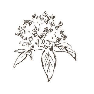 手绘花卉图案