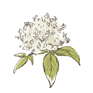 手绘白色花朵与绿叶插画