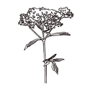 手绘花卉植物线条图