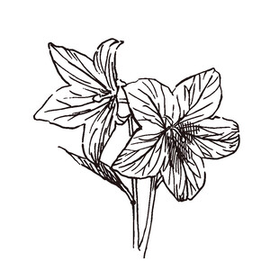 手绘花卉图案