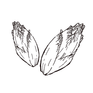 手绘白菜简笔画