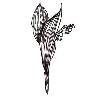 手绘铃兰花插画