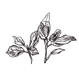 手绘植物叶片线条图