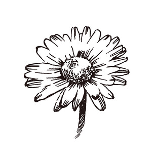 手绘雏菊插画