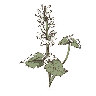 手绘白色花朵植物图