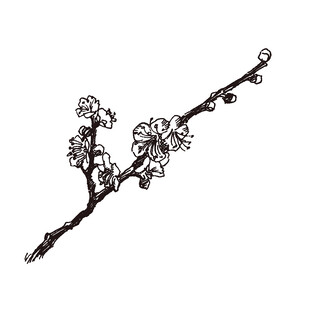 手绘梅花枝