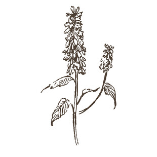 手绘植物花卉图