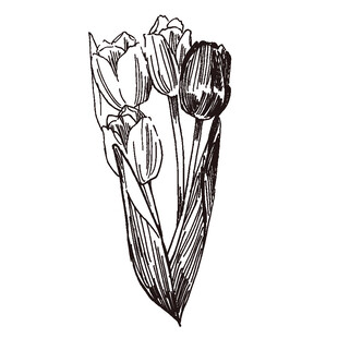 手绘郁金香插画