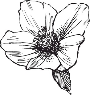手绘单朵花卉黑白插画