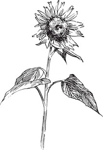 手绘向日葵线条画