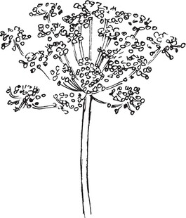 手绘伞形植物花卉图案